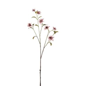 Clematis Gammelrosa 93 cm