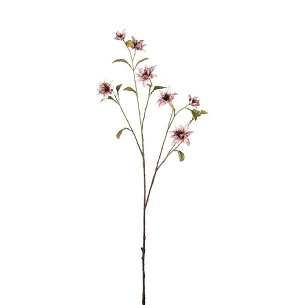 Clematis Gammelrosa 93 cm