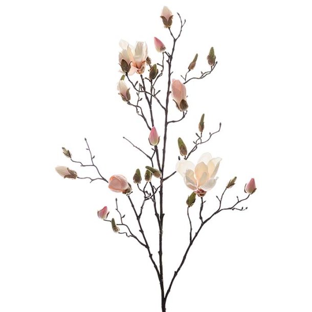 Magnoliagren 110 cm
