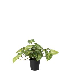 G�sefod - gr�n plante