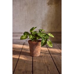 G�sefod - gr�n plante