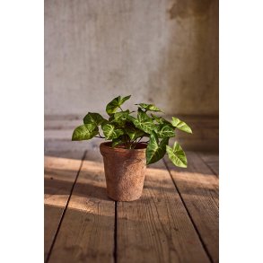 G�sefod - gr�n plante