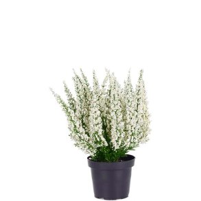 Lyng Hvid i plastpotte 28 cm