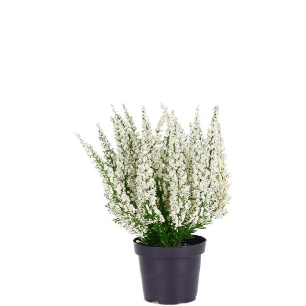 Lyng Hvid i plastpotte 28 cm
