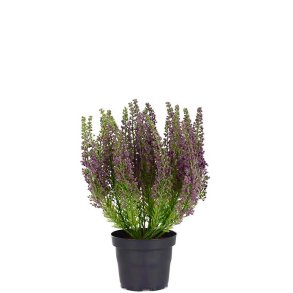 Lyng Lilla i plastpotte 28 cm