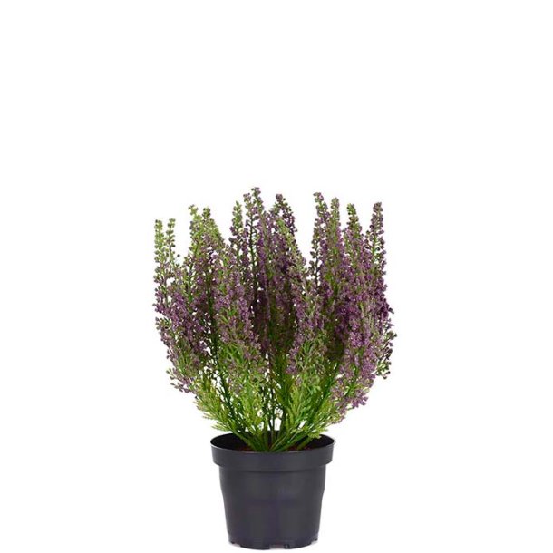 Lyng Lilla i plastpotte 28 cm