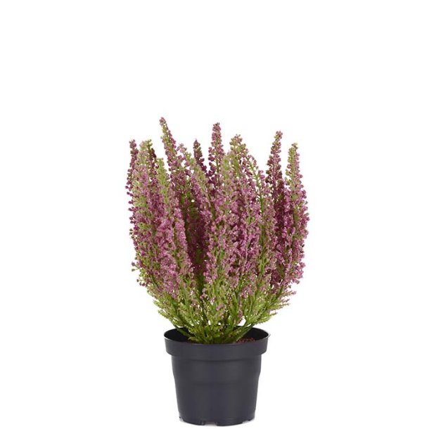 Lyng R�d i plastpotte 28 cm