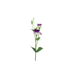 Lisianthus Lilla 67 cm