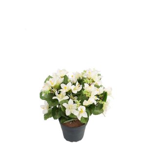 Campanula hvid 25 cm