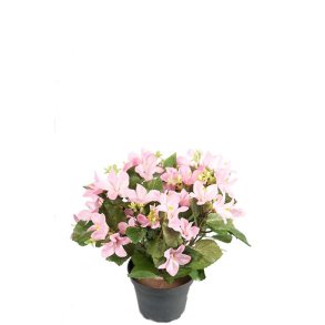 Campanula lyser�d 25 cm