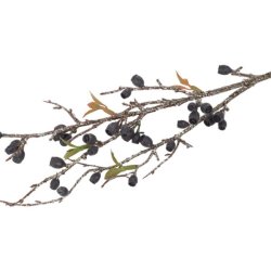 Eukalyptus Corymbia sort 77 cm