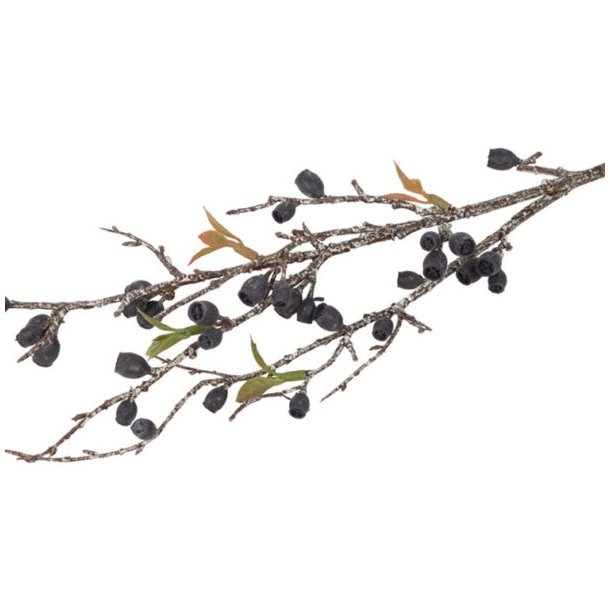 Eukalyptus Corymbia sort 77 cm