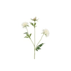 Scabiosa Hvid 72 cm