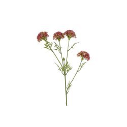 Sk�rmblomst fuchsia 72 cm