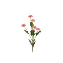 Helichrysum rosa 68 cm