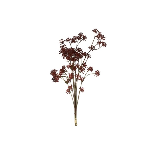Anthriscus Bordeaux 67 cm