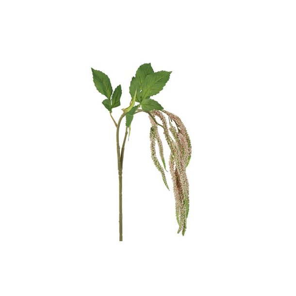 Amaranthus Rosa 91 cm