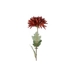 Chrysanthemum Brun 68 cm