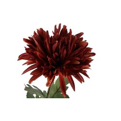 Chrysanthemum Brun 68 cm