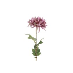 Chrysanthemum Gammelrosa 68 cm