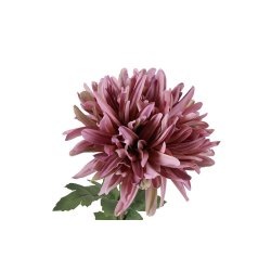 Chrysanthemum Gammelrosa 68 cm