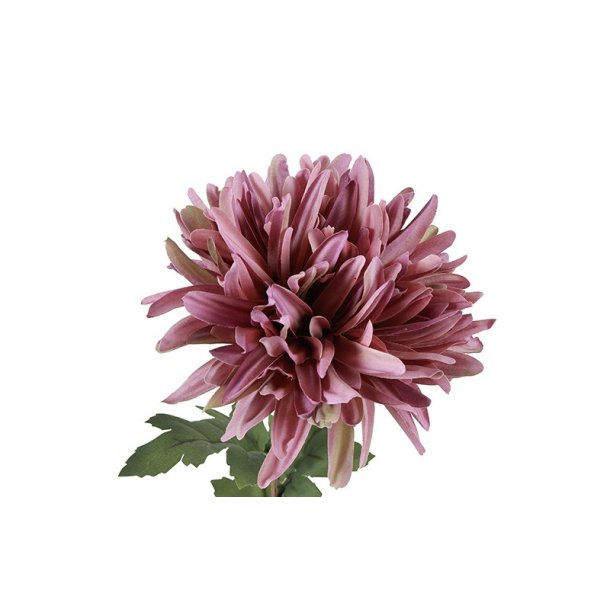 Chrysanthemum Gammelrosa 68 cm