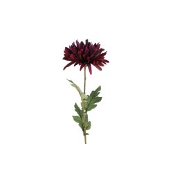 Chrysanthemum M�rk Lilla 68 cm