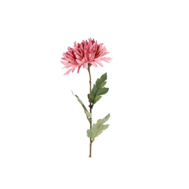 Chrysanthemum Rosa 68 cm