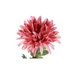 Chrysanthemum Rosa 68 cm