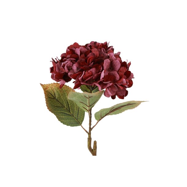Hortensia Bordeaux 64 cm