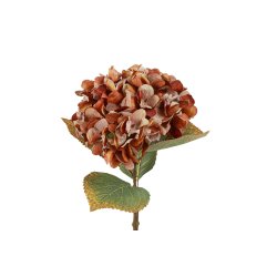 Hortensia Brun 64 cm