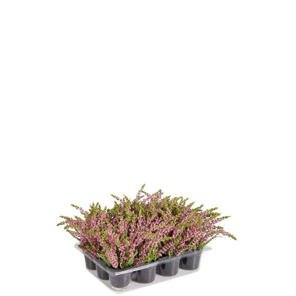 Mini Lyng i plast potte - rosa
