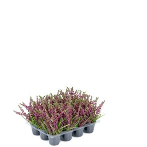 Mini Lyng i plast potte - lilla