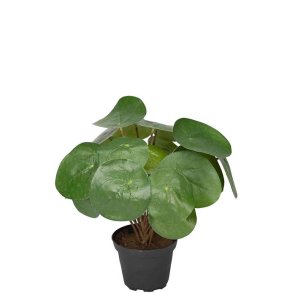 Pilea i potte