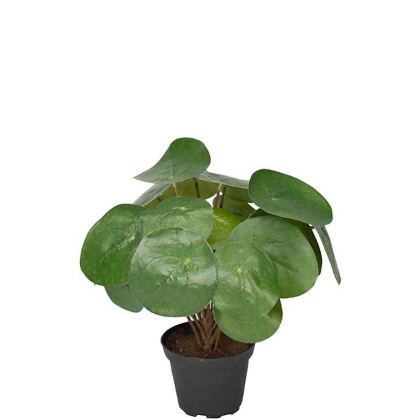 Pilea i potte