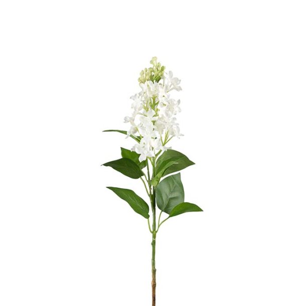 Syren hvid 60 cm