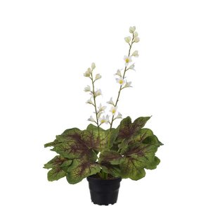 Alunrod plante - hvid