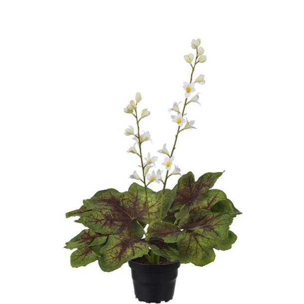 Alunrod plante - hvid