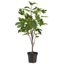Figentr� 80 cm