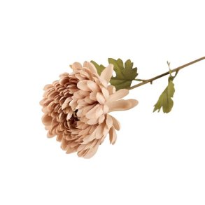 Krysantemum silkeblomst nude