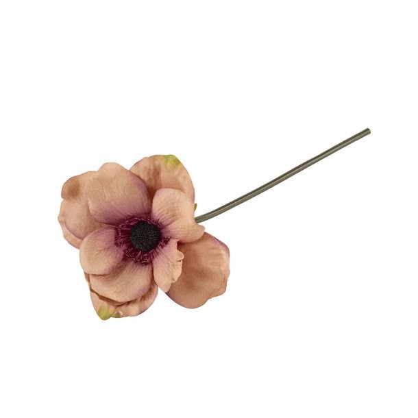 Anemone Rosa 25 cm