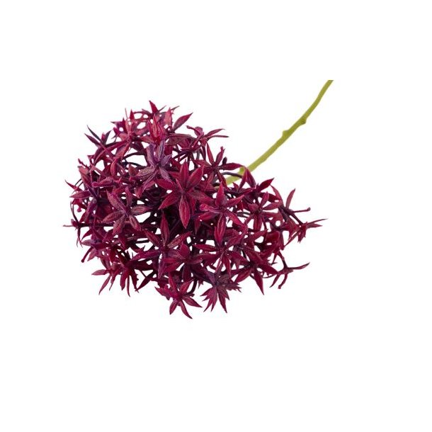 Allium silkeblomst lilla