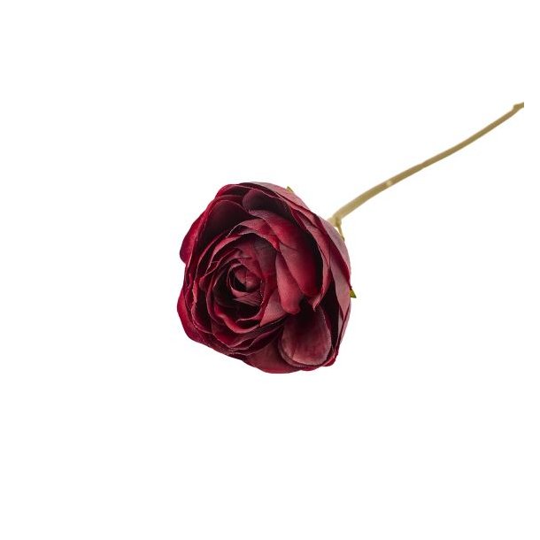 Ranunkel bordeaux 28 cm