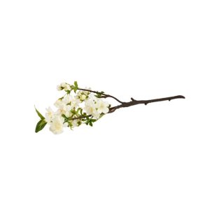 Kirseb�rgren Hvid - 50cm