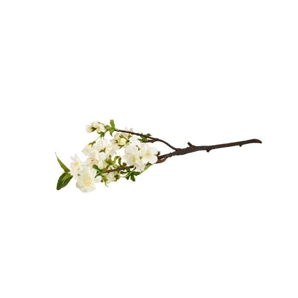 Kirseb�rgren Hvid - 50cm