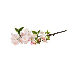 Kirseb�rgren Lyser�d - 50cm