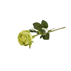 Rose lime 60 cm