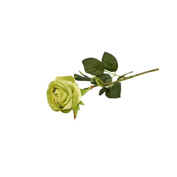 Rose lime 60 cm