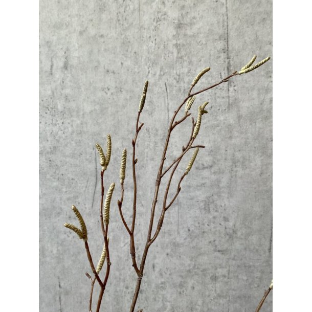 Salix Gren 75 cm