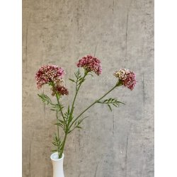 Sk�rmblomst fuchsia 72 cm